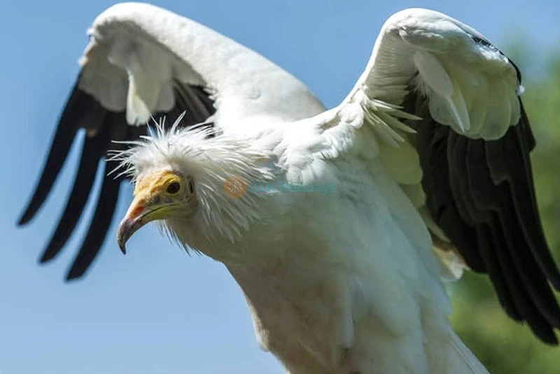 Al Ain Zoo - Image 9 of 10