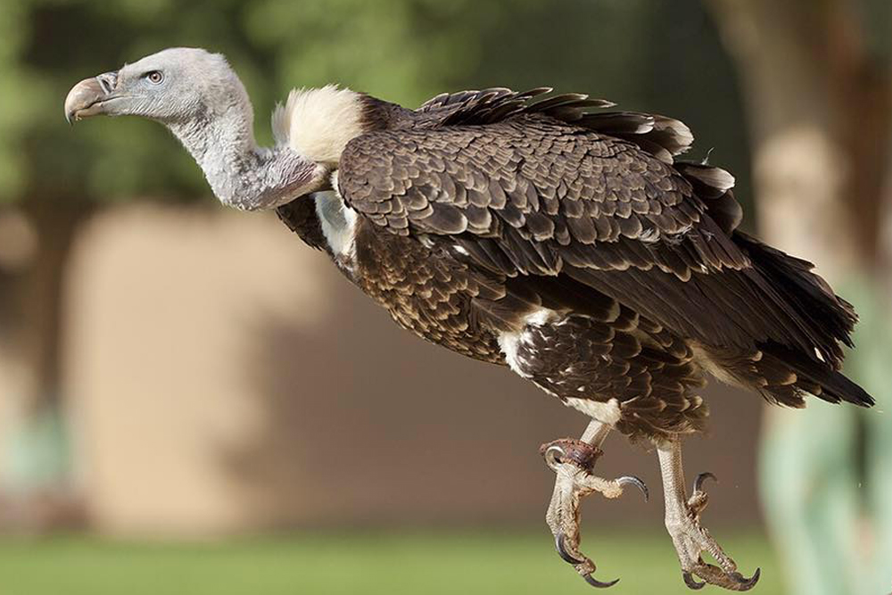 Al Ain Zoo - Image 10 of 10