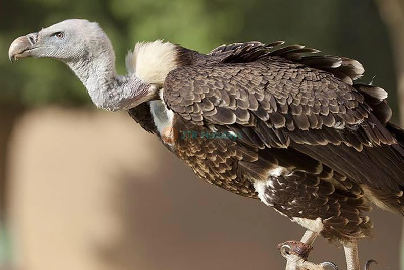 Al Ain Zoo - Image 10 of 10