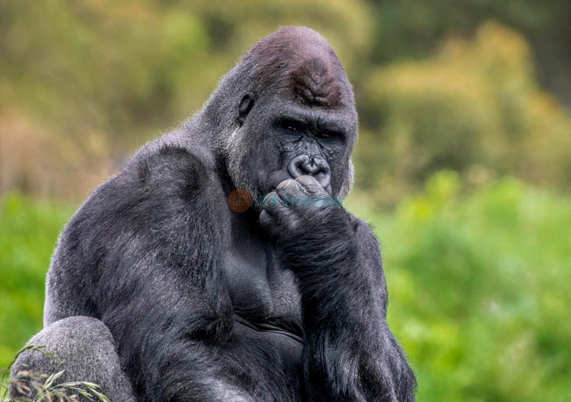 Orana Wildlife Park