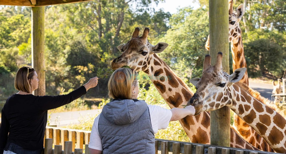 Orana Wildlife Park - Besuchen Sie den Orana Wildlife Park in Christchurch, Neuseeland, und entdecken Sie eine große Vielfalt exotischer und einheimischer Tiere, einschließlich gefährdeter Arten. Genießen Sie interaktive Erlebnisse wie Tierbegegnungen, Safari-Touren und Fütterungssitzungen. Mit einem Fokus auf den Naturschutz ist es das perfekte Ziel für Familien und Tierliebhaber. Orana Wildlife Park - Bild 1 von 5