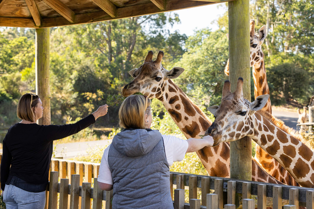 Orana Wildlife Park - Visit Orana Wildlife Park in Christchurch, New Zealand, and discover a wide variety of exotic and native animals, including endangered species. Enjoy interactive experiences like animal encounters, safari tours, and feeding sessions. With a focus on wildlife conservation, it's the perfect destination for families and animal lovers. Orana Wildlife Park - Image 1 of 5