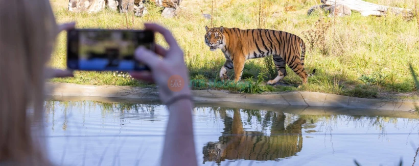 Orana Wildlife Park - Besuchen Sie den Orana Wildlife Park in Christchurch, Neuseeland, und entdecken Sie eine große Vielfalt exotischer und einheimischer Tiere, einschließlich gefährdeter Arten. Genießen Sie interaktive Erlebnisse wie Tierbegegnungen, Safari-Touren und Fütterungssitzungen. Mit einem Fokus auf den Naturschutz ist es das perfekte Ziel für Familien und Tierliebhaber. Orana Wildlife Park - Bild 3 von 5