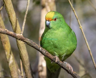 Orana Wildlife Park - Besuchen Sie den Orana Wildlife Park in Christchurch, Neuseeland, und entdecken Sie eine große Vielfalt exotischer und einheimischer Tiere, einschließlich gefährdeter Arten. Genießen Sie interaktive Erlebnisse wie Tierbegegnungen, Safari-Touren und Fütterungssitzungen. Mit einem Fokus auf den Naturschutz ist es das perfekte Ziel für Familien und Tierliebhaber. Orana Wildlife Park - Bild 2 von 5
