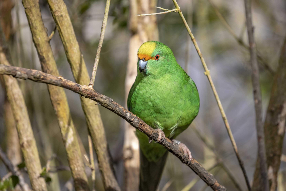 Orana Wildlife Park - Image 2 of 5