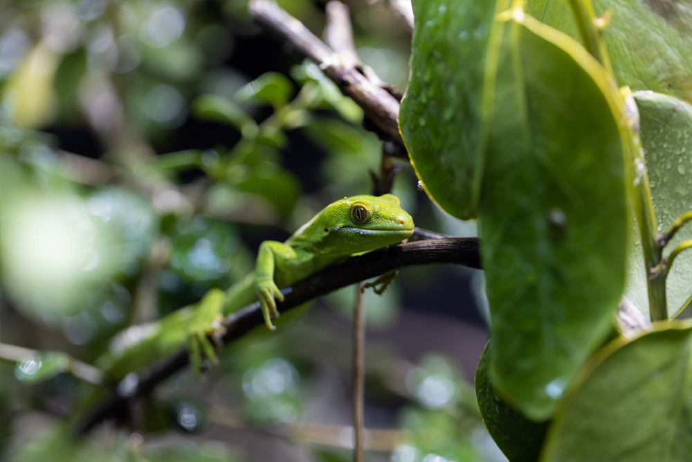 Orana Wildlife Park - Bild 5 von 5