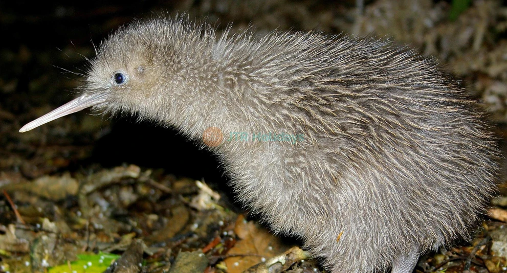Willowbank Wildlife Reserve | NZ Native Wildlife - JTR Holidays - Image 1 of 5
