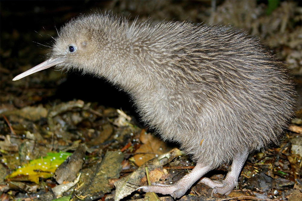 Willowbank Wildlife Reserve - Image 1 of 5