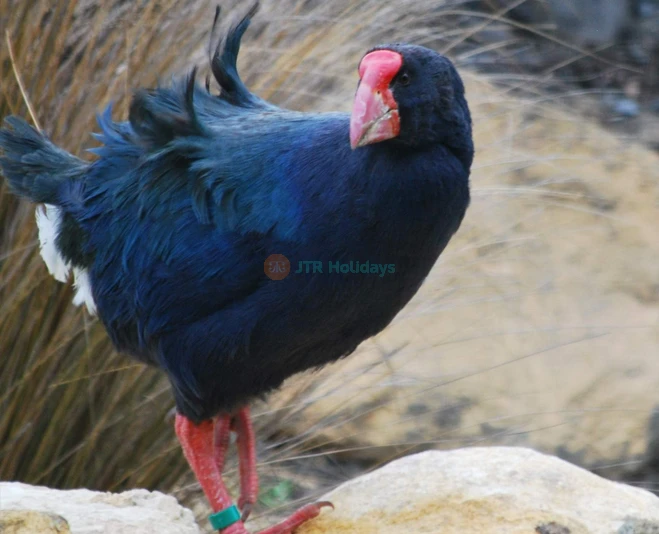 Willowbank Wildlife Reserve | NZ Native Wildlife - JTR Holidays - Image 2 of 5