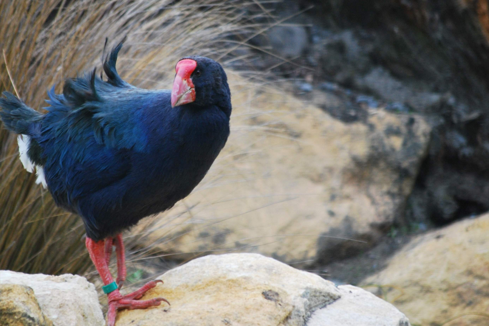 Willowbank Wildlife Reserve - Image 2 of 8