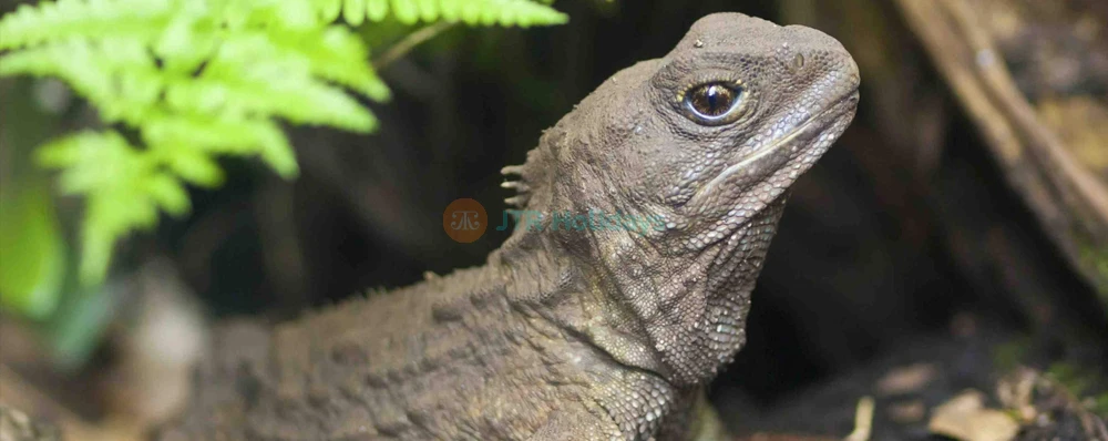 Willowbank Wildlife Reserve | NZ Native Wildlife - JTR Holidays - Image 3 of 5