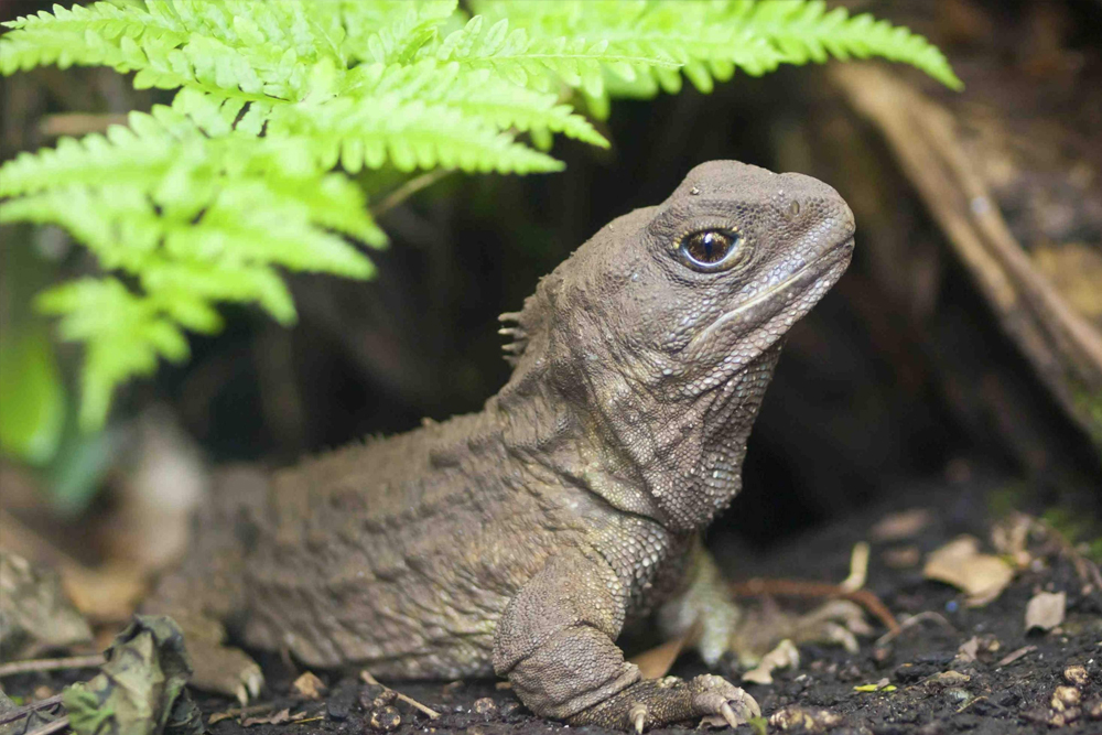 Willowbank Wildlife Reserve - Image 3 of 8