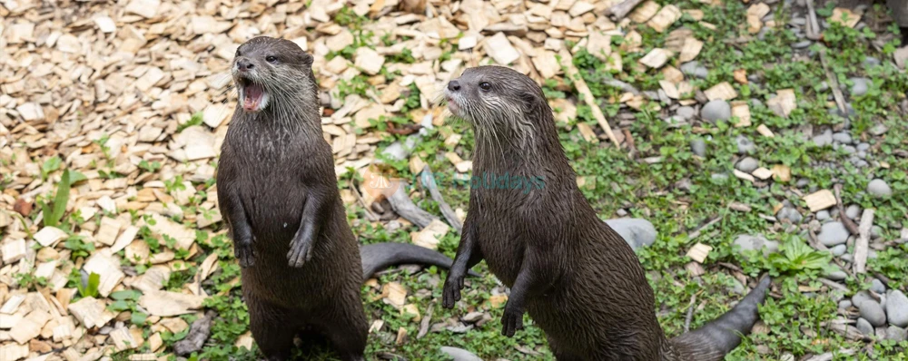 Willowbank Wildlife Reserve | NZ Native Wildlife - JTR Holidays - Image 4 of 5