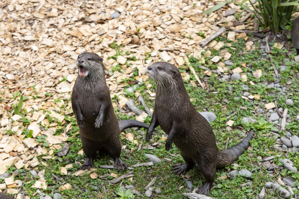 Willowbank Wildlife Reserve - Image 4 of 8