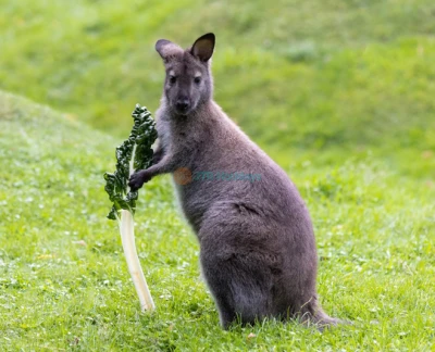 Willowbank Wildlife Reserve - Discover Willowbank Wildlife Reserve, home to New Zealand's unique native wildlife. Explore conservation efforts and encounter rare species in their natural habitats. Perfect for nature lovers and families seeking an authentic wildlife experience. Located in a lush, picturesque setting near Christchurch. Willowbank Wildlife Reserve - Image 5 of 5