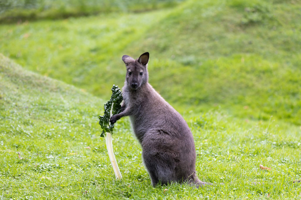 Willowbank Wildlife Reserve - Image 5 of 5