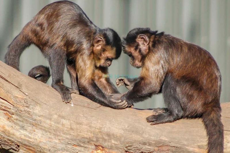 Willowbank Wildlife Reserve | NZ Native Wildlife - JTR Holidays - Image 8 of 8