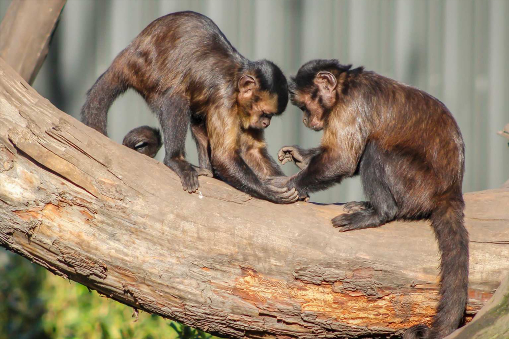 Willowbank Wildlife Reserve - Image 8 of 8