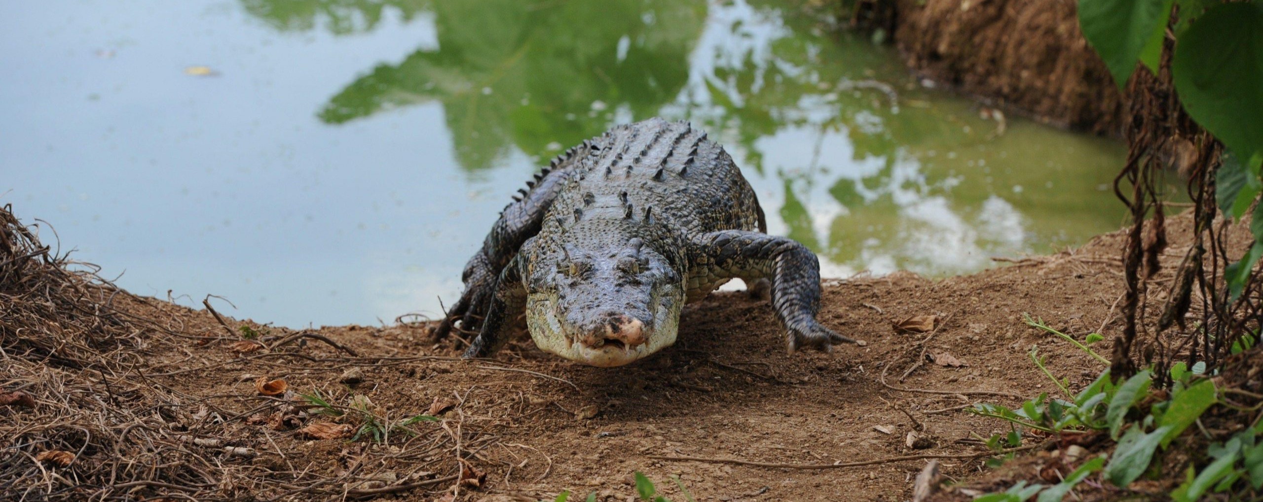 Dubai Crocodile Park - Image 3 of 5