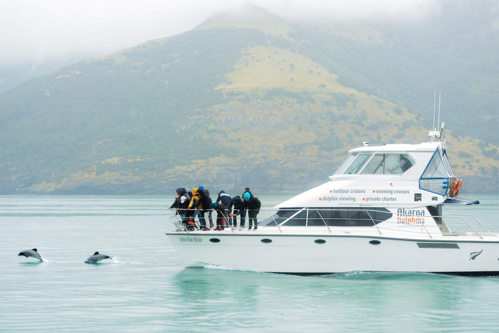 Akaroa Dolphins Harbour Nature Cruise - Embark on the Akaroa Dolphins Harbour Nature Cruise and explore the scenic Akaroa Harbour. Spot rare Hector’s dolphins, seals, penguins, and seabirds while enjoying expert commentary on the area’s history and wildlife. Perfect for families and nature lovers, this eco-friendly cruise offers unforgettable moments surrounded by natural beauty. Akaroa Dolphins Harbour Nature Cruise - Image 1 of 5