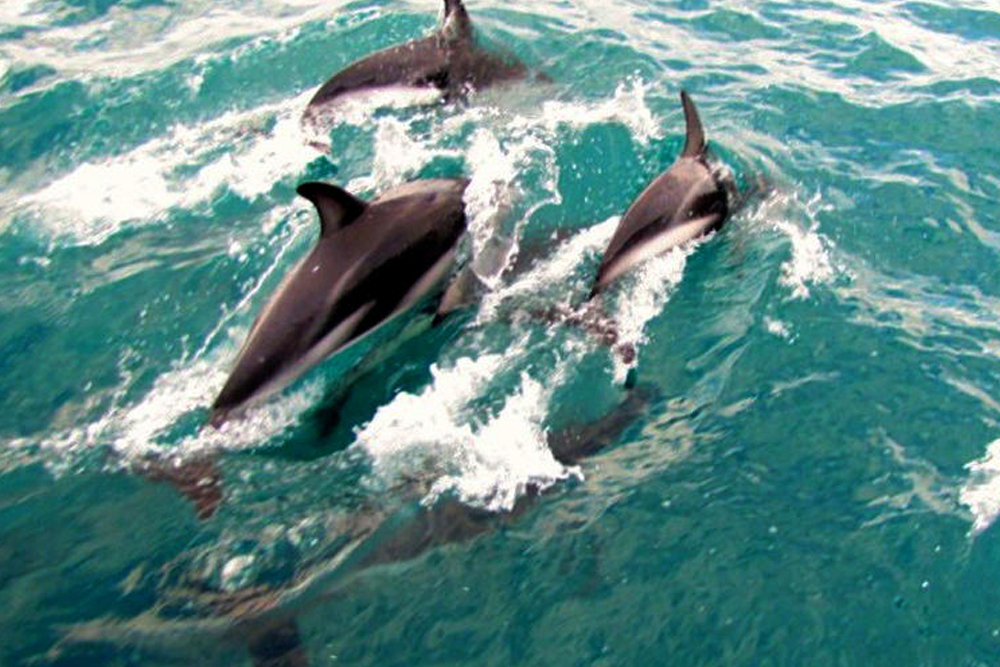 رحلة طبيعية في ميناء أكاروا لمشاهدة الدلافين - صورة 2 من 5