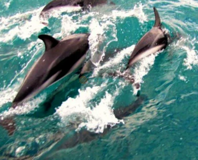 Croisière nature dans le port des Dauphins d'Akaroa - Embarquez pour la croisière nature dans le port des Dauphins d'Akaroa et explorez le pittoresque port d'Akaroa. Observez les rares dauphins d'Hector, des phoques, des manchots et des oiseaux marins tout en profitant des commentaires d'experts sur l'histoire et la faune de la région. Parfaite pour les familles et les amoureux de la nature, cette croisière éco-responsable offre des moments inoubliables au cœur d'une beauté naturelle. Croisière nature dans le port des Dauphins d'Akaroa - Image 2 sur 5
