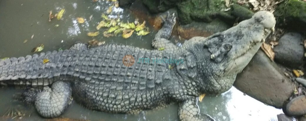 Dubai Crocodile Park Tickets - Book Tickets Online - Best Offer - JTR Holidays - Image 4 of 5