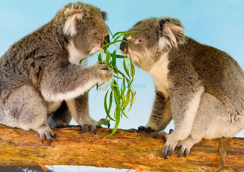 Maru Koala and Animal Park