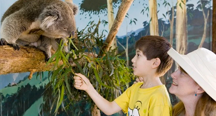 Maru Koala and Animal Park - Close Encounters with Australian Wildlife - JTR Holidays