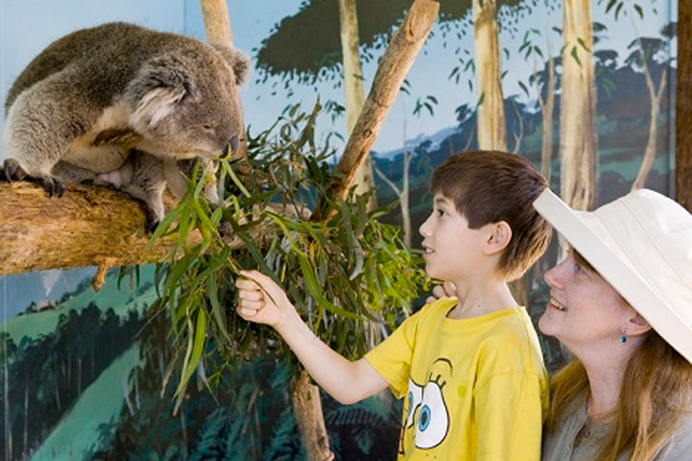 Maru Koala and Animal Park - Image 1 of 5