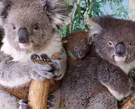 Maru Koala and Animal Park - Close Encounters with Australian Wildlife - JTR Holidays