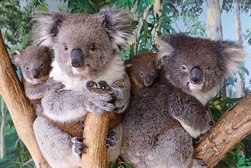 Maru Koala and Animal Park - Image 2 of 5