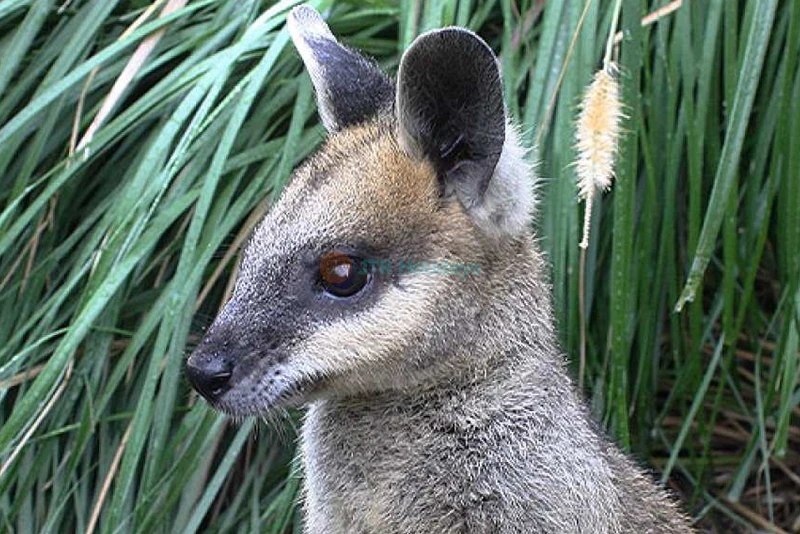 Maru Koala and Animal Park - Close Encounters with Australian Wildlife - JTR Holidays
