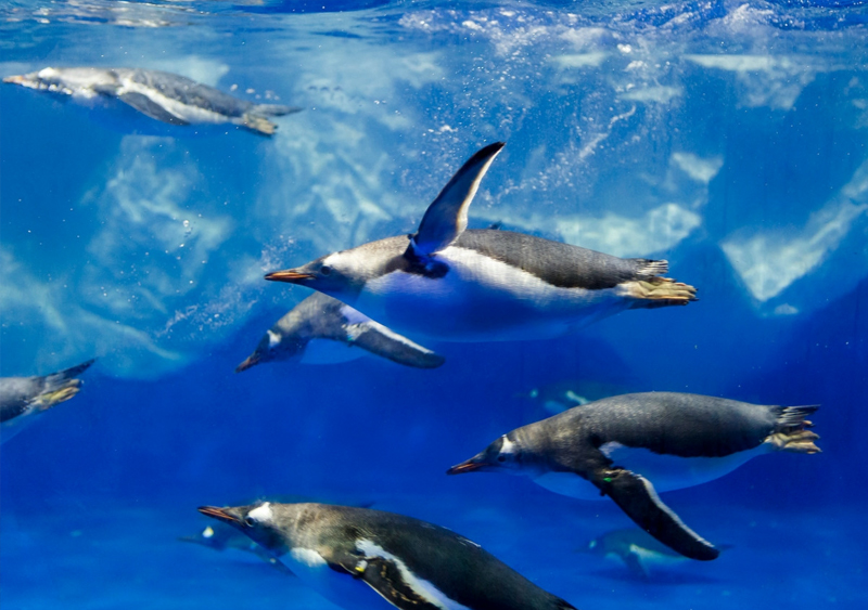 SEA LIFE Kelly Tarlton's Aquarium - Auckland's Marine Wonderland