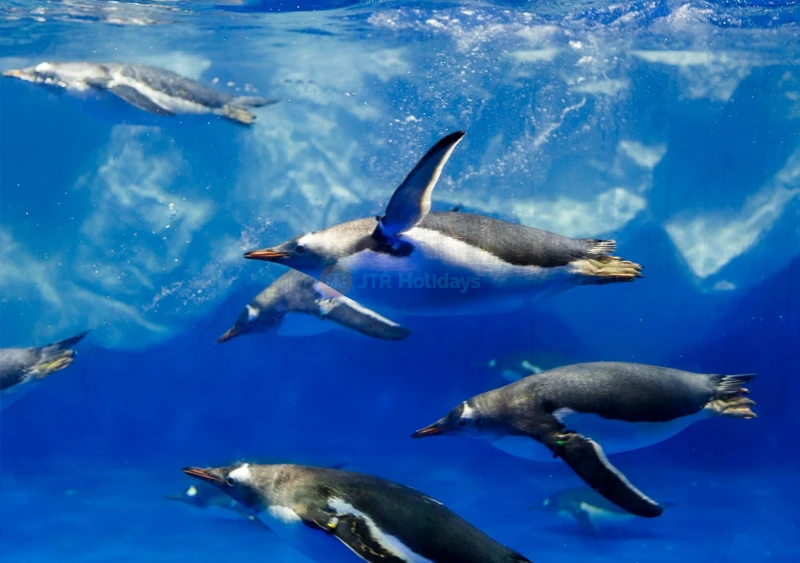 SEA LIFE Kelly Tarlton's Aquarium