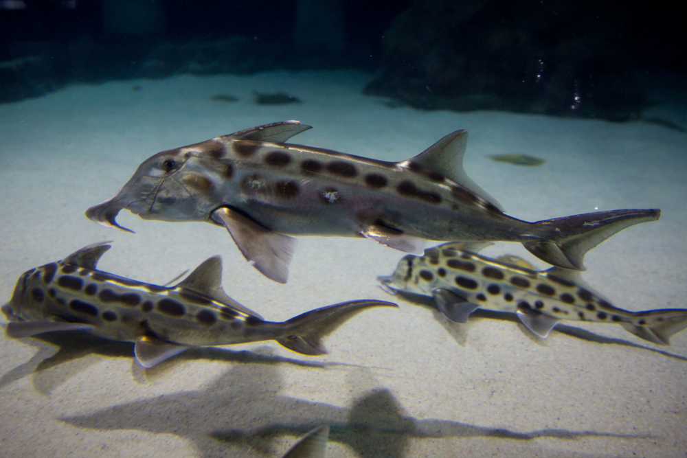 SEA LIFE 凯利·塔尔顿水族馆 - 奥克兰的SEA LIFE 凯利·塔尔顿水族馆提供难忘的海洋探险。探索充满惊艳海洋生物的互动区,包括鲨鱼、黄貂鱼和彩色鱼类。观看新西兰唯一的亚南极企鹅群落,体验世界首个弯曲水族馆。这是适合所有年龄段的令人兴奋且富有教育意义的体验。 SEA LIFE 凯利·塔尔顿水族馆 - 图片 1 的 5