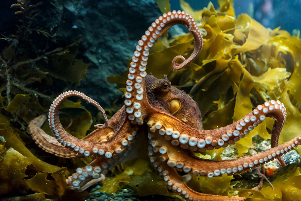 SEA LIFE 凯利·塔尔顿水族馆 - 奥克兰的SEA LIFE 凯利·塔尔顿水族馆提供难忘的海洋探险。探索充满惊艳海洋生物的互动区,包括鲨鱼、黄貂鱼和彩色鱼类。观看新西兰唯一的亚南极企鹅群落,体验世界首个弯曲水族馆。这是适合所有年龄段的令人兴奋且富有教育意义的体验。 SEA LIFE 凯利·塔尔顿水族馆 - 图片 2 的 5