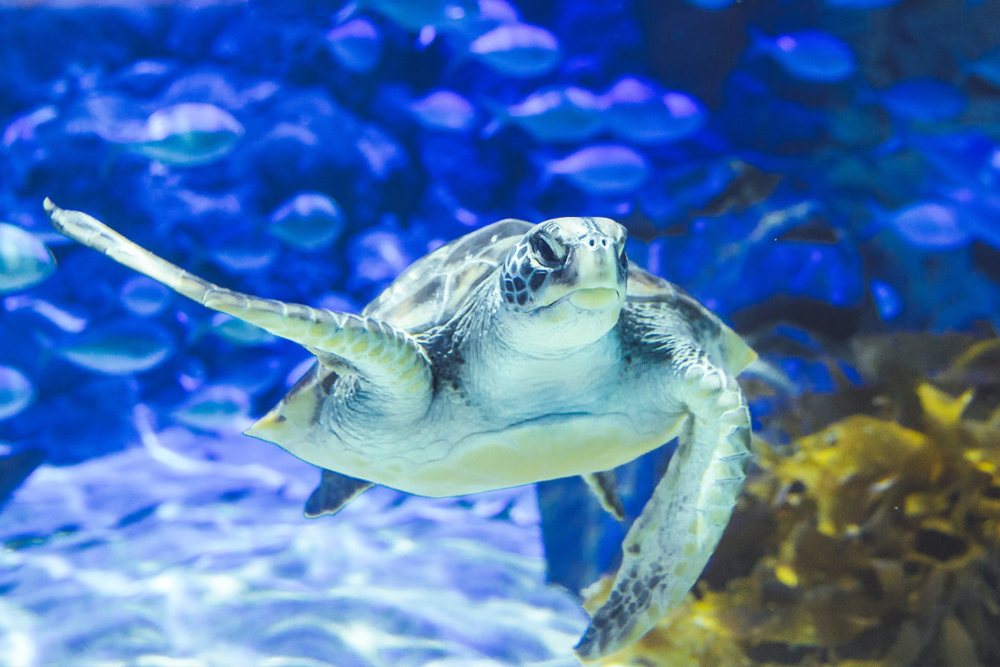 ニュージーランド海域の水族 SEA LIFE Kelly Tarlton's Aquarium - Auckland's Marine Wonderland