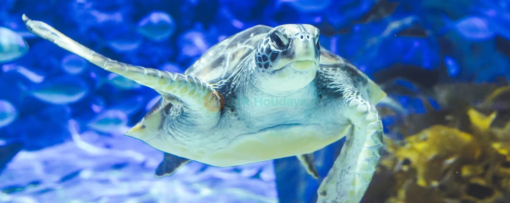 SEA LIFE Kelly Tarlton's Aquarium - Auckland's Marine Wonderland - JTR Holidays - Image 4 of 5