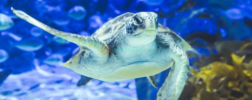 SEA LIFE 凯利·塔尔顿水族馆 - 图片 4 的 5