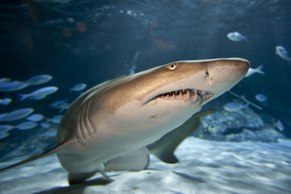 SEA LIFE 凯利·塔尔顿水族馆 - 奥克兰的SEA LIFE 凯利·塔尔顿水族馆提供难忘的海洋探险。探索充满惊艳海洋生物的互动区,包括鲨鱼、黄貂鱼和彩色鱼类。观看新西兰唯一的亚南极企鹅群落,体验世界首个弯曲水族馆。这是适合所有年龄段的令人兴奋且富有教育意义的体验。 SEA LIFE 凯利·塔尔顿水族馆 - 图片 5 的 5