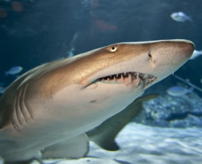 SEA LIFE 凯利·塔尔顿水族馆 - 图片 5 的 5