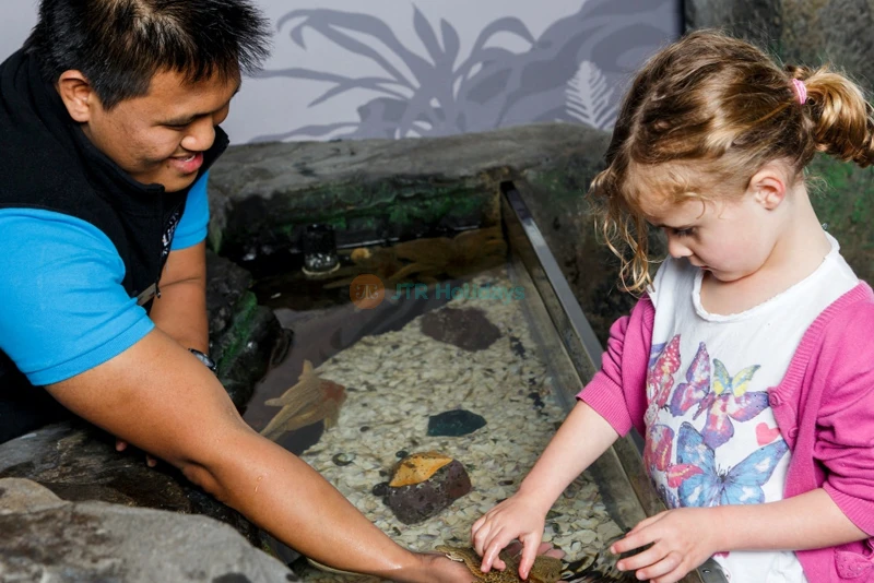 SEA LIFE Kelly Tarlton's Aquarium - Auckland's Marine Wonderland - JTR Holidays - Image 7 of 9