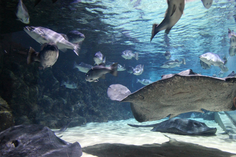 SEA LIFE Kelly Tarlton's Aquarium - Auckland's Marine Wonderland