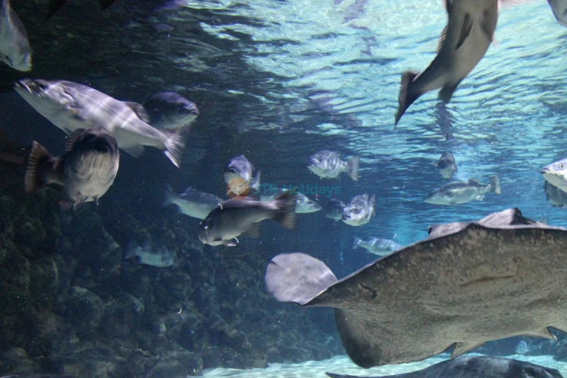 SEA LIFE Kelly Tarlton's Aquarium - Auckland's Marine Wonderland - JTR Holidays - Image 8 of 9