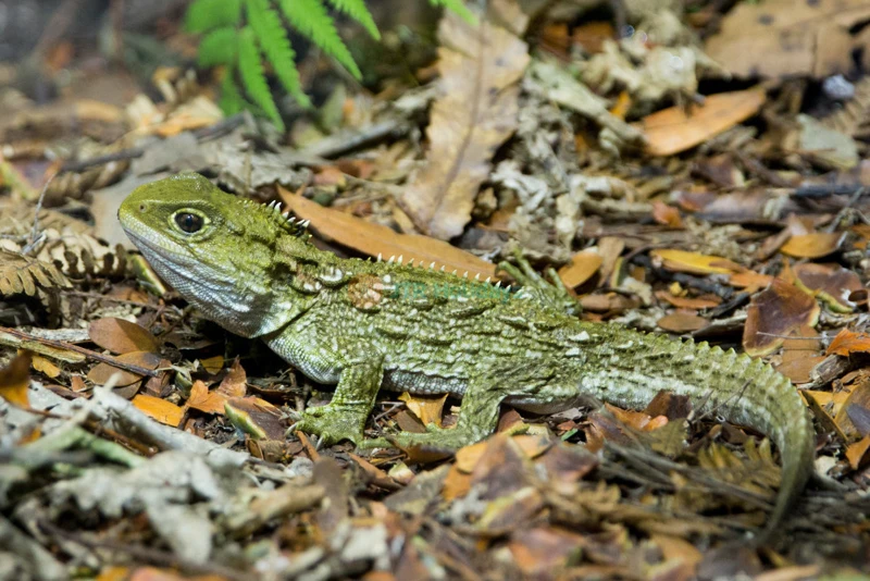SEA LIFE Kelly Tarlton's Aquarium - Auckland's Marine Wonderland - JTR Holidays - Image 9 of 9