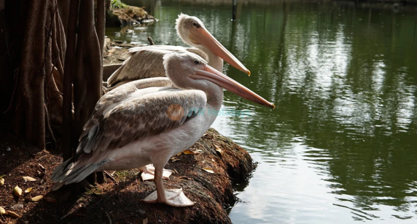 Penang Bird Park - Explore Malaysia's Largest Bird Sanctuary - JTR Holidays