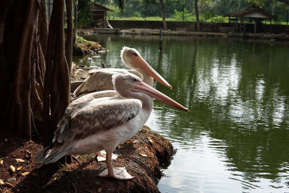 Парк птиц Пенанга - Image 1 of 8