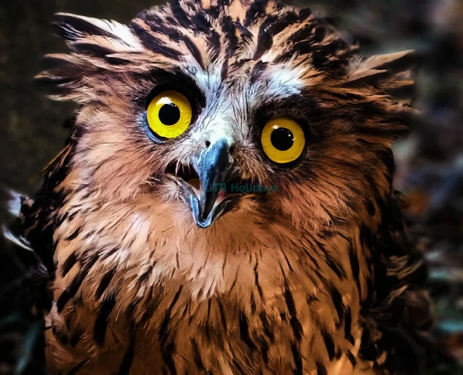 Penang Bird Park - Explore Malaysia's Largest Bird Sanctuary - JTR Holidays - Image 2 of 5