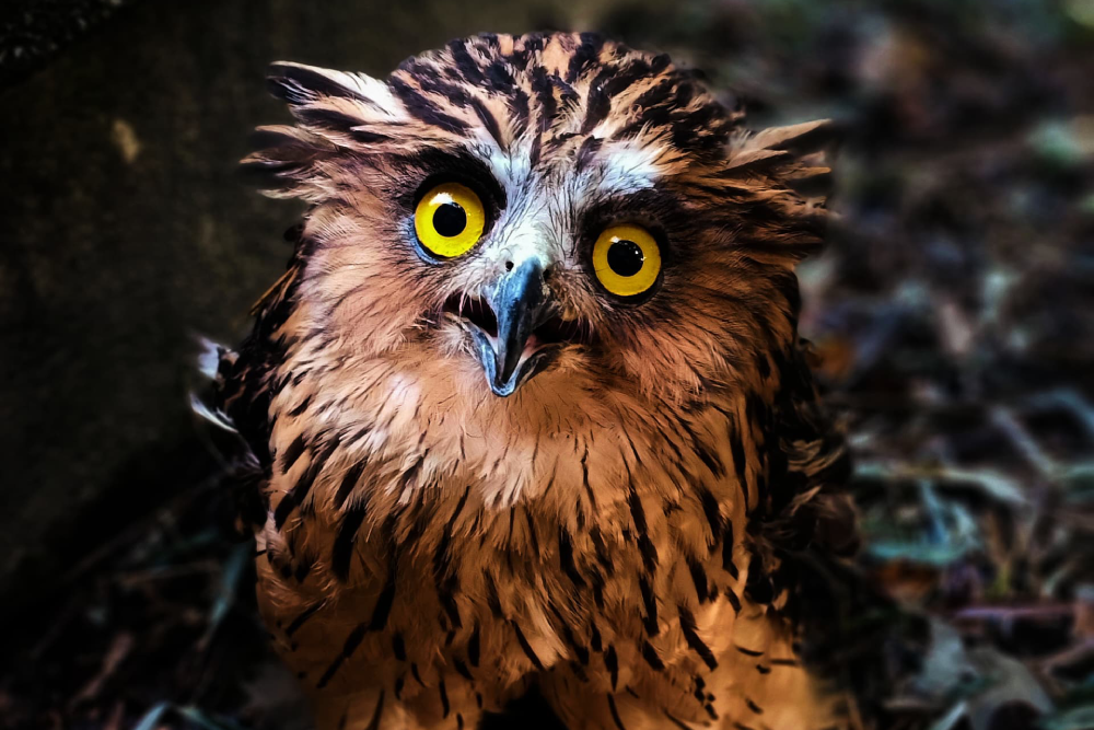 Парк птиц Пенанга - Изображение 2 из 5